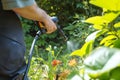 gardener repairing a broken sprinkler head Royalty Free Stock Photo