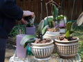 Gardener replanting orchids