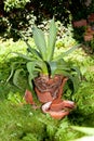 Gardener repot green aloe vera plant in garden