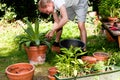 Gardener repot green aloe vera plant in garden Royalty Free Stock Photo