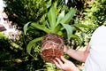 Gardener repot green aloe vera plant in garden