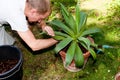 Gardener repot green aloe vera plant in garden