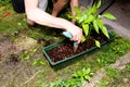 Gardener repot green aloe vera plant in garden