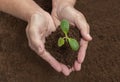 GardenerÃ¢â¬â¢s Cupped Hands Planting Young Squash Sprout