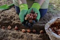 The gardener's gloved hands hold tulip bulbs before planting in the ground. The concept of growing tulips