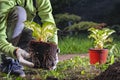 Gardener`s gloved hands hold a young plant for planting in the garden.