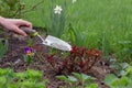 The gardener`s hand gives granular fertilizer to young plants. A gloved hand holds a scoop. Garden concept
