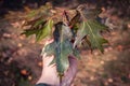 Gardener's hand holding maple leaf concept photo. Hand holding maple branch