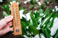 Gardener's hand holding thermometer showing three degrees against background of melting snow, green plants in early spring. Royalty Free Stock Photo