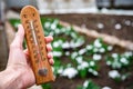 Gardener's hand holding thermometer showing three degrees against background of melting snow, green plants in early spring. Royalty Free Stock Photo