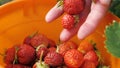 Gardener's hand holds in his palms a handful of red strawberries in summer in garden. Gardener collects fresh