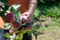 Gardener's hand picking green apple from tree. Apple orchard, harvest time. Royalty Free Stock Photo