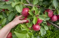 Gardener& x27;s hand picking green apple from tree. Apple orchard, harvest time. Red ripe apples on apple tree Royalty Free Stock Photo