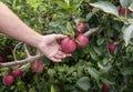 Gardener& x27;s hand picking red apple from tree. Apple orchard, harvest time. Royalty Free Stock Photo