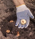 Hand planting gladiolus bulbs in the garden