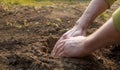 Gardener`s hand planting seedling Royalty Free Stock Photo