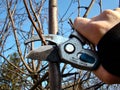 Gardener`s hand with secateurs pruning tree branches. Close-up