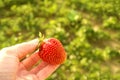 The gardener`s hand shows red strawberries in the summer in the garden close-up. The farmer collects delicious ripe berries Royalty Free Stock Photo