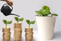 Gardener`s hand watering young shoots of money, pumpkin in flowerpots, juicy green leaves grow, income growth concept, cash Royalty Free Stock Photo