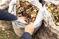 Gardener`s hands clean and stack autumn leaves in full white garbage bags. Seasonal cleaning of foliage Royalty Free Stock Photo