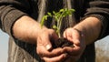 Gardener`s hands hold green seedling in their palms against sky. environmentally friendly sprout. tomato seedling in Royalty Free Stock Photo