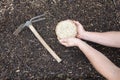 gardener's hands hold pea seeds on fertile soil for planting next to a hoe Royalty Free Stock Photo