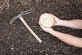 gardener's hands hold pea seeds on fertile soil for planting next to a hoe Royalty Free Stock Photo