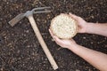 gardener's hands hold pea seeds on fertile soil for planting next to a hoe Royalty Free Stock Photo