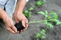 Gardener`s hands holding a tomato seedling Royalty Free Stock Photo