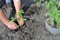 Gardener`s hands holding a tomato seedling Royalty Free Stock Photo