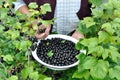 Gardener`s hands picking black currant Royalty Free Stock Photo