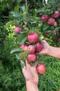 Gardener& x27;s hands picking delicios red apples from tree. Apple orchard, harvest time. Royalty Free Stock Photo