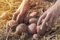 Gardener`s Hands Picking Fresh Organic Potatoes