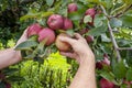 Gardener& x27;s hands picking red delicious apple from tree. Apple orchard, harvest time. Royalty Free Stock Photo