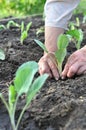 Gardener`s hands planting a cabbage seedling in the vegetable garden