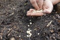 gardener's hands planting peas in urban vegetable garden on fertile soil, pea or legume seeds Royalty Free Stock Photo
