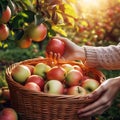 The gardener\'s hands reach out to pick apples from the tree and place them in a brown basket.