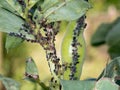 Gardener`s problem, broad beans not thriving, with blackfly and Royalty Free Stock Photo