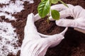 The gardener`s white-gloved hands planted a green lemon plant in a pot Royalty Free Stock Photo