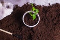 The gardener`s white-gloved hands planted a green lemon plant in a pot Royalty Free Stock Photo