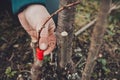 A gardener`s woman clogs a cut-off part of the grafted tree to prevent rotting at this place in close-up Royalty Free Stock Photo