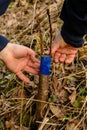 A gardener`s woman clogs a cut-off part of the grafted tree to prevent rotting at this place in close-up Royalty Free Stock Photo