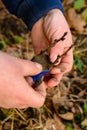 A gardener`s woman clogs a cut-off part of the grafted tree to prevent rotting at this place in close-up Royalty Free Stock Photo