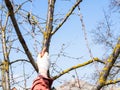 Gardener saws branch of old cherry tree in spring