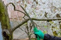 Gardener saws a branch from a tree with a saw. Tree pruning in early spring.