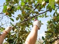 Gardener saws quince tree branch with a hand saw