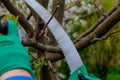 The gardener saws a tree branch with a saw. Pruning the garden.