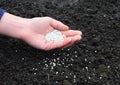 A gardener is scattering mineral fertilizer to the soil in spring to get higher crop yield in the kitchen garden in autumn