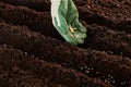 Gardener seeding seeds at the start of spring