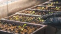 Gardener seedling organic salad plant in plastic plant pot, Vegetable gardening at home, Selective focus, farming and growing your Royalty Free Stock Photo